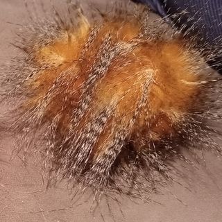 Golden kiwi